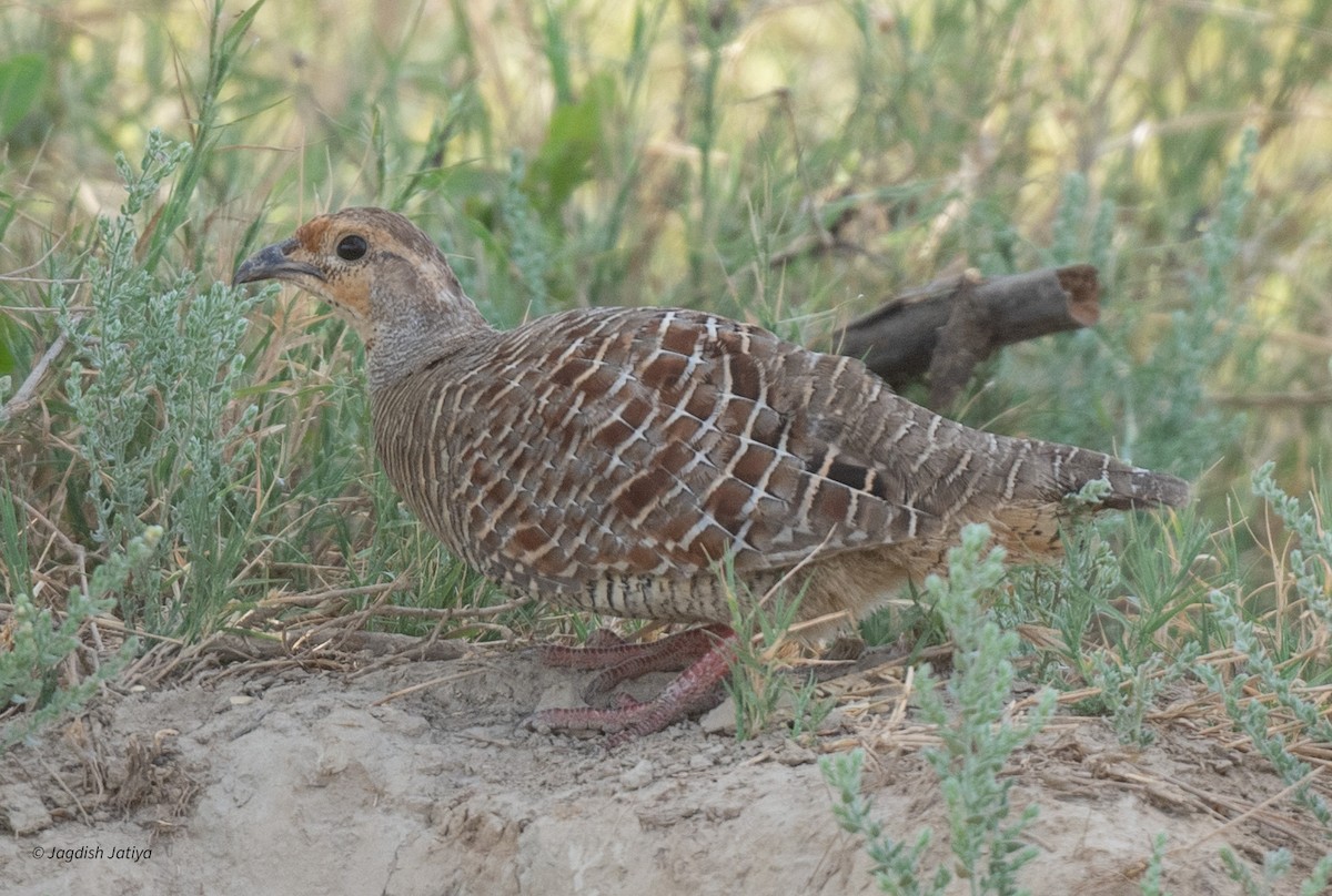 Gray Francolin - ML610351275