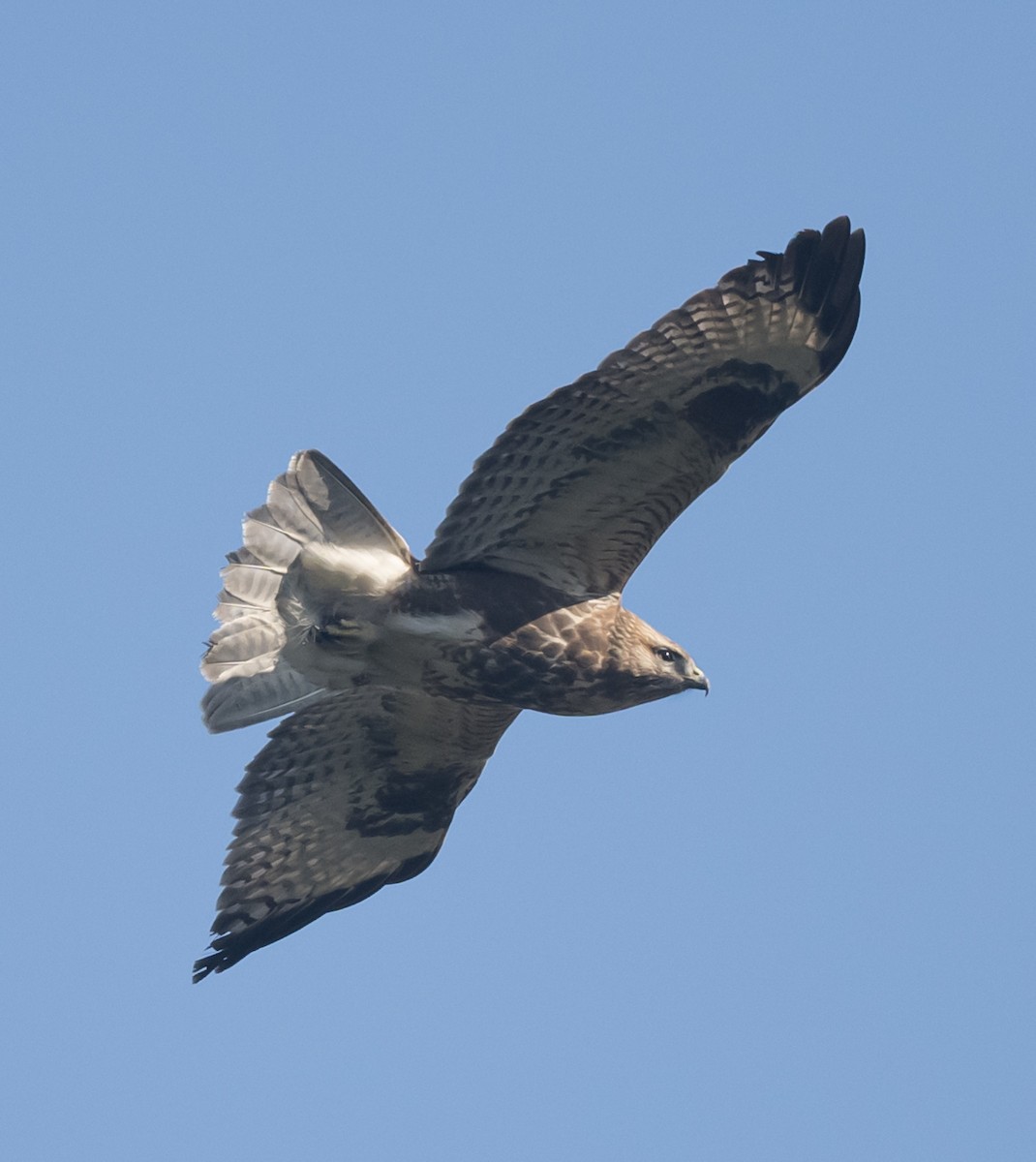 Eastern Buzzard - ML610351276