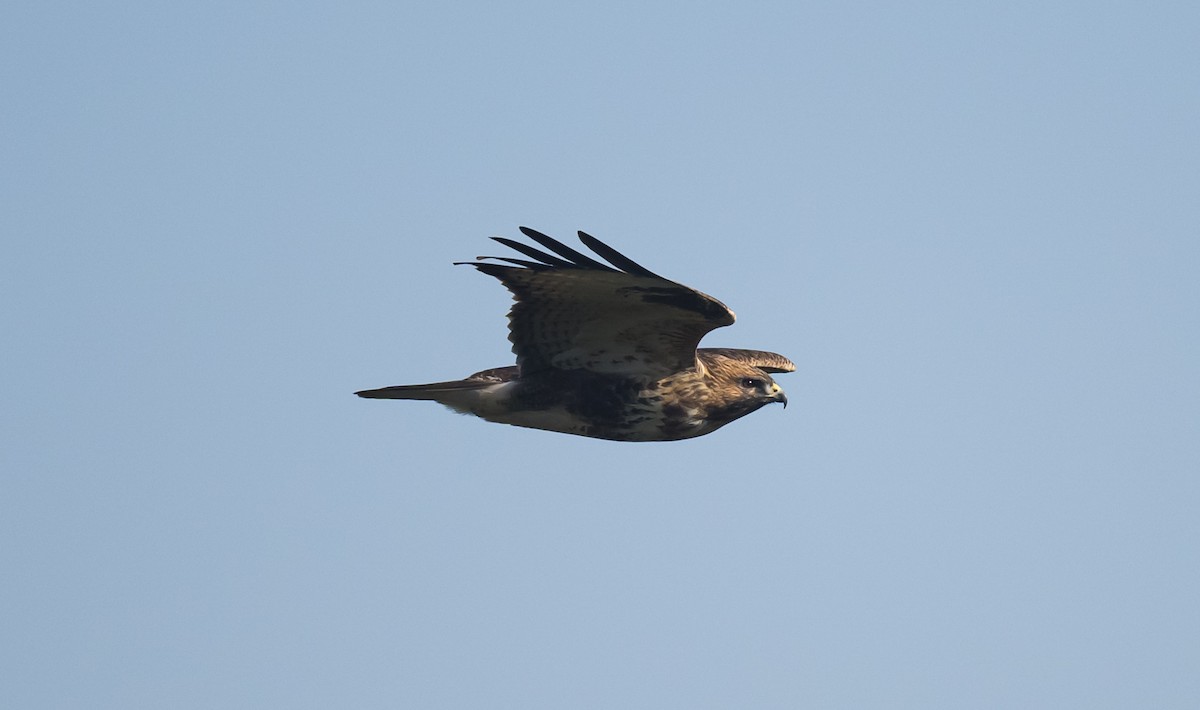 Eastern Buzzard - ML610351277