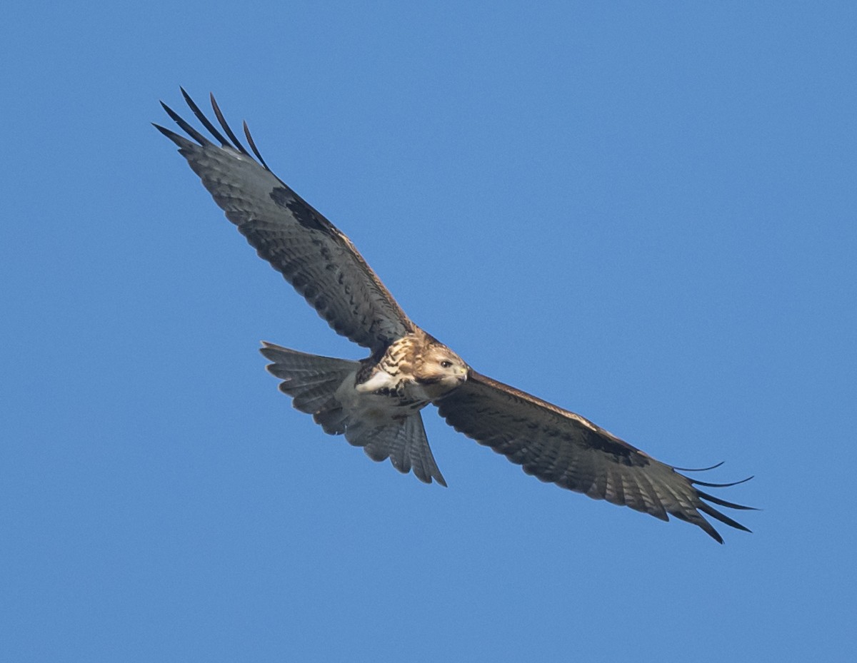 Канюк східний - ML610351278