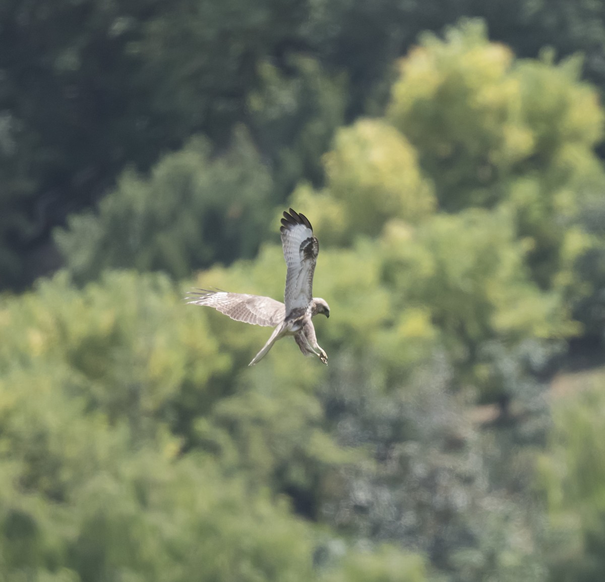 Eastern Buzzard - ML610351279