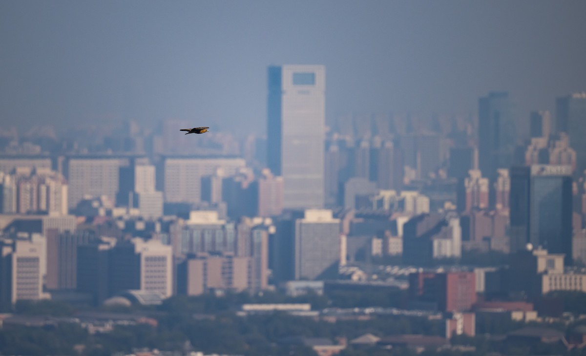 Eastern Buzzard - ML610351281