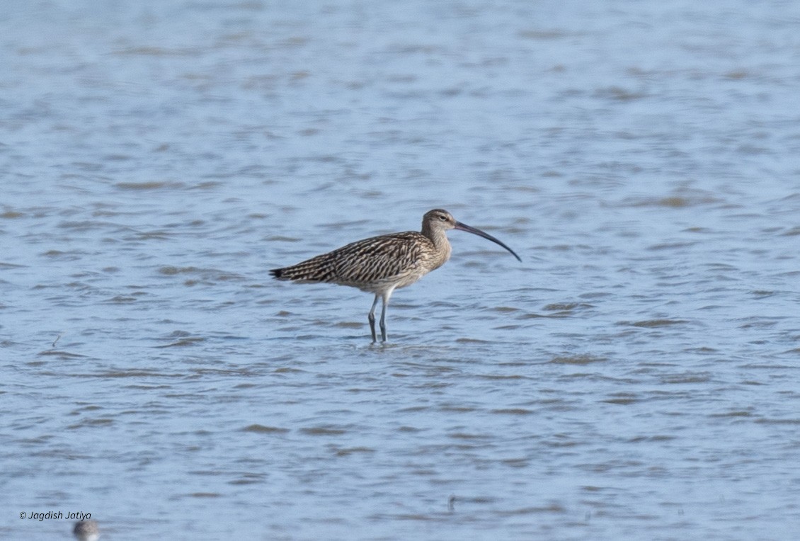 Eurasian Curlew - ML610351284