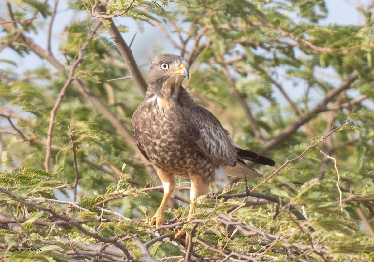 White-eyed Buzzard - ML610351288