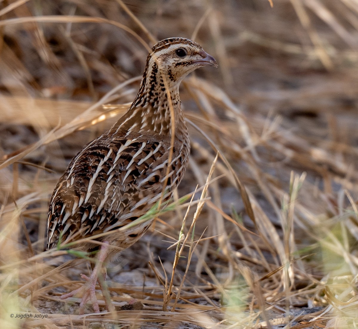 Common Quail - ML610351298