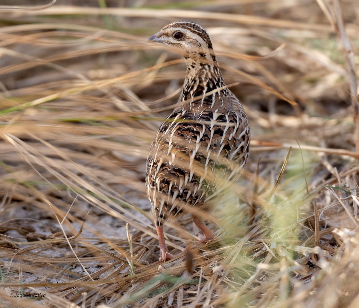 Common Quail - ML610351299