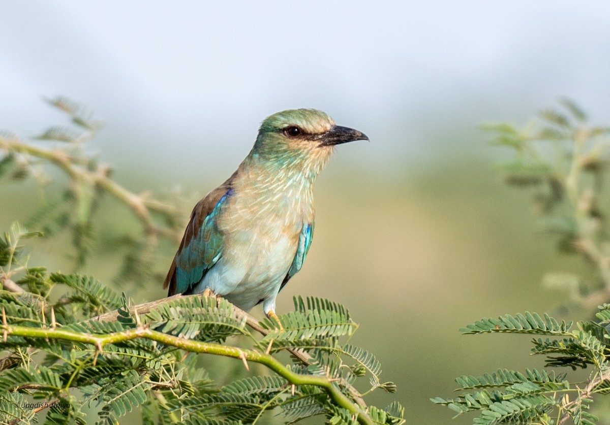 European Roller - ML610351301