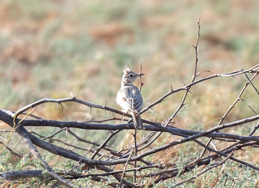 Crested Lark - ML610351315