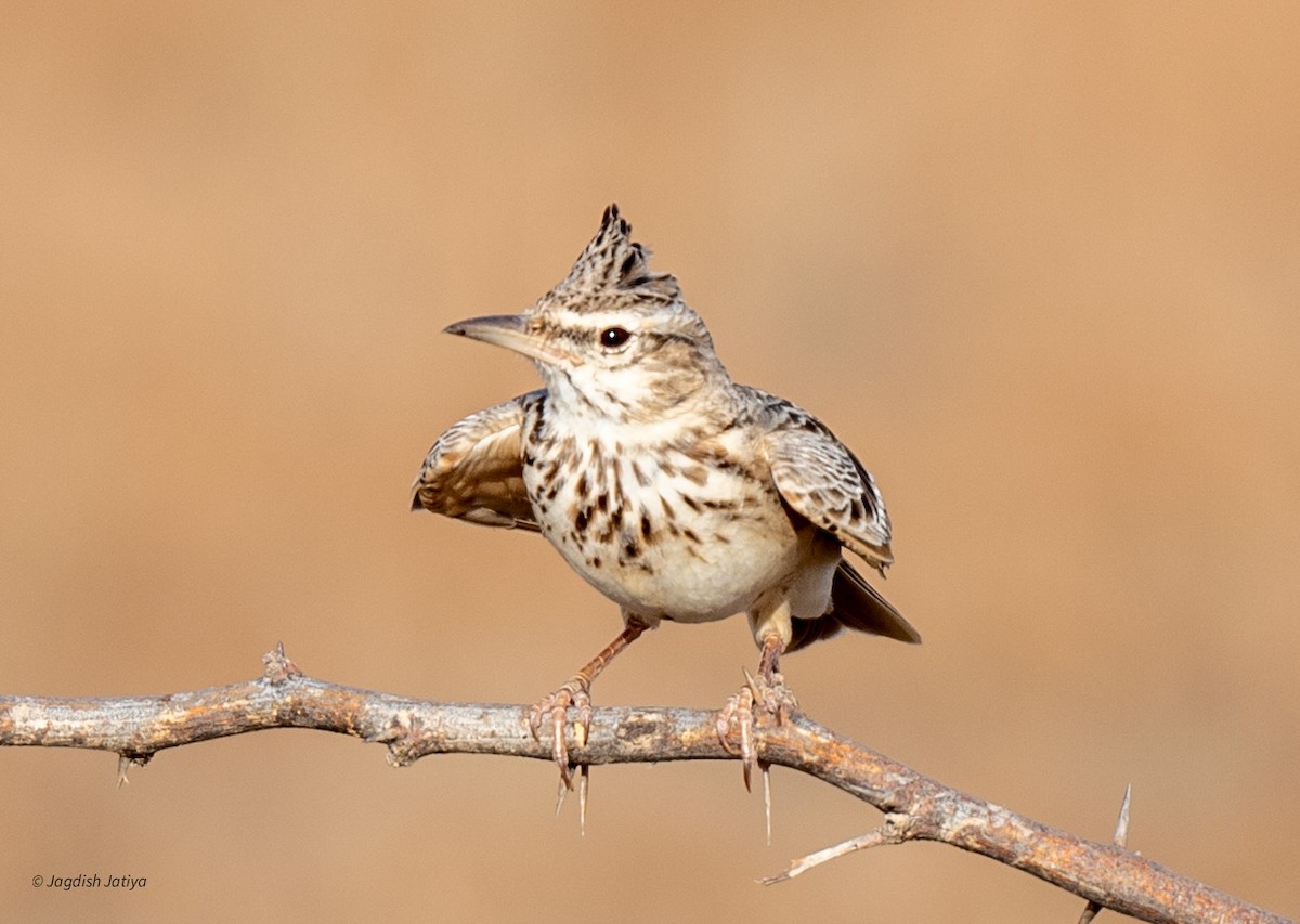 Crested Lark - ML610351335