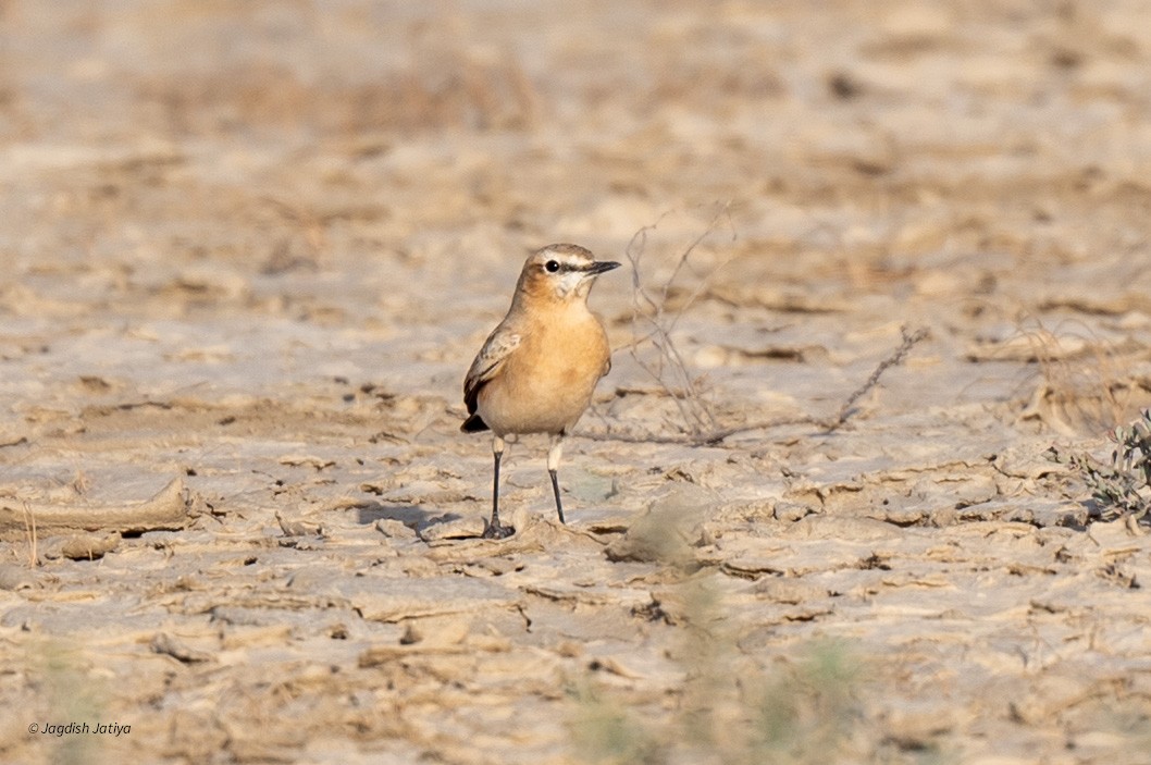 Isabelline Wheatear - ML610351337