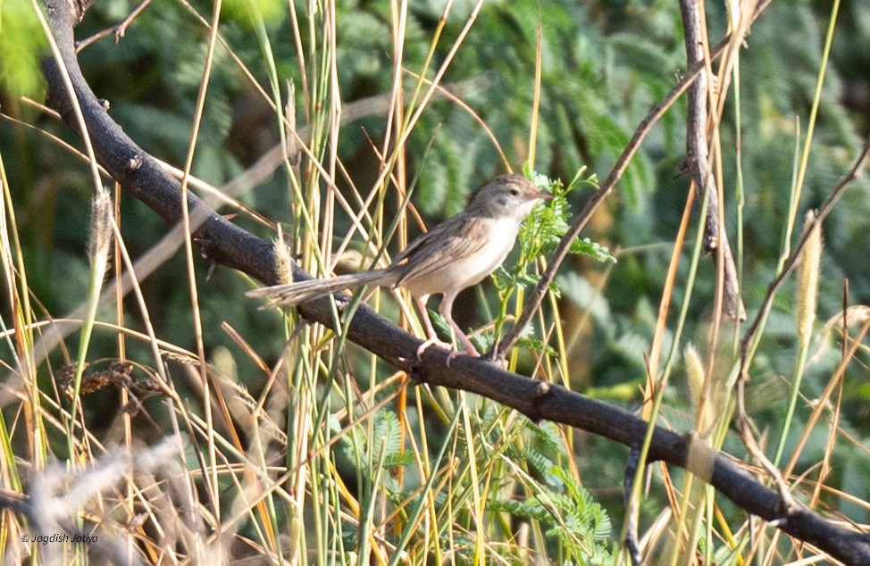 Delicate Prinia - ML610351351