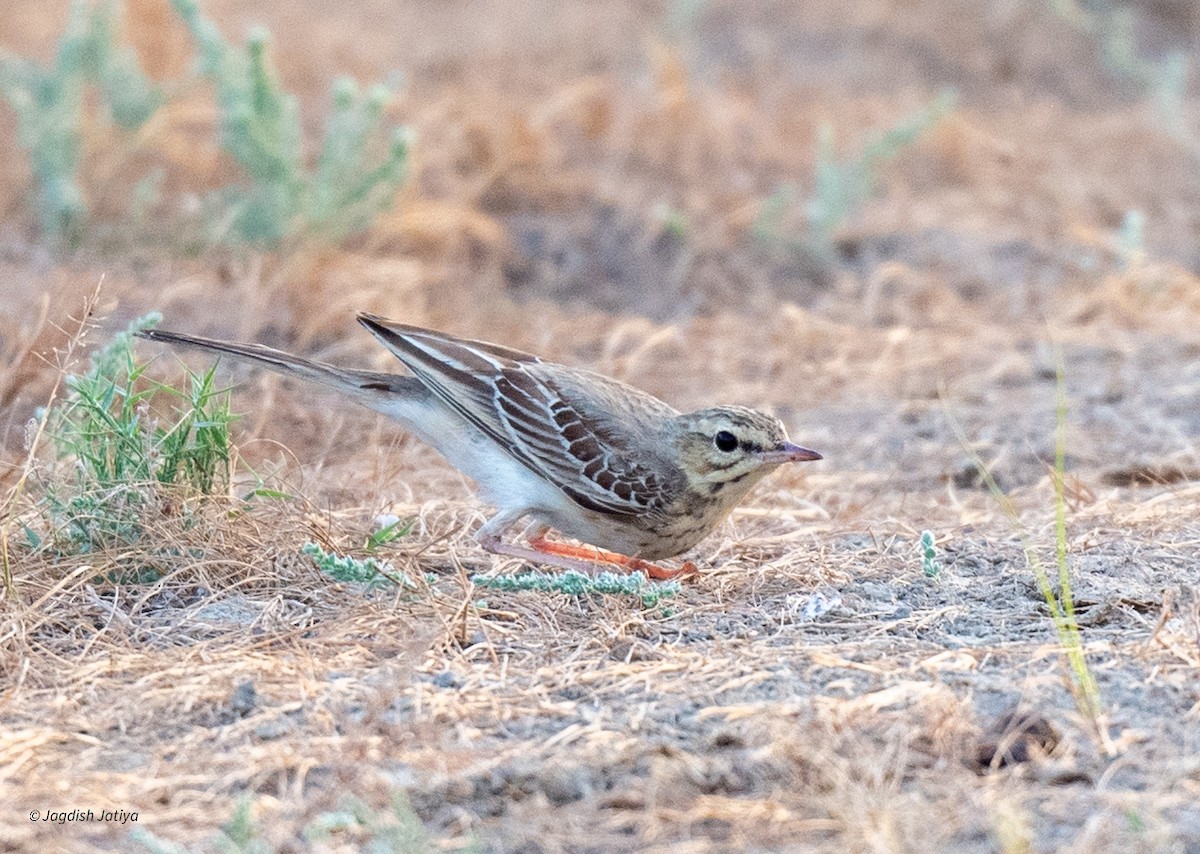 Paddyfield Pipit - ML610351353