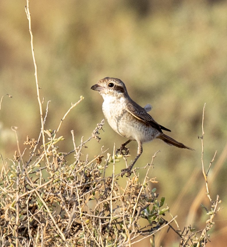 セアカモズ - ML610351357