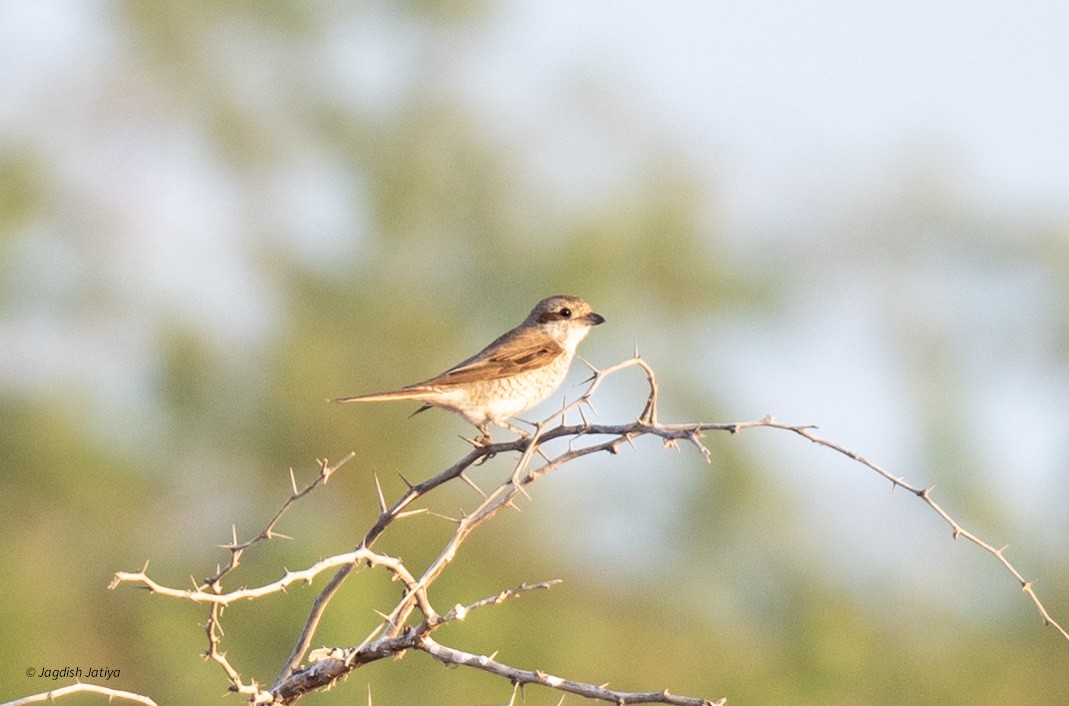 Red-tailed Shrike - Jagdish Jatiya