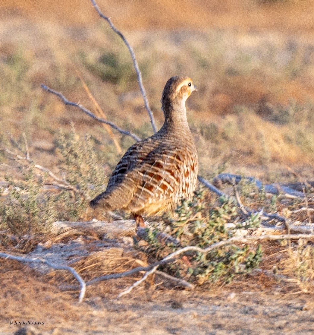 Francolin gris - ML610351364