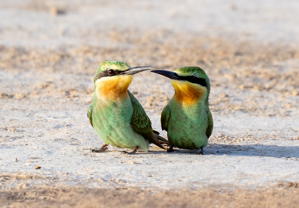 Blue-cheeked Bee-eater - ML610351366