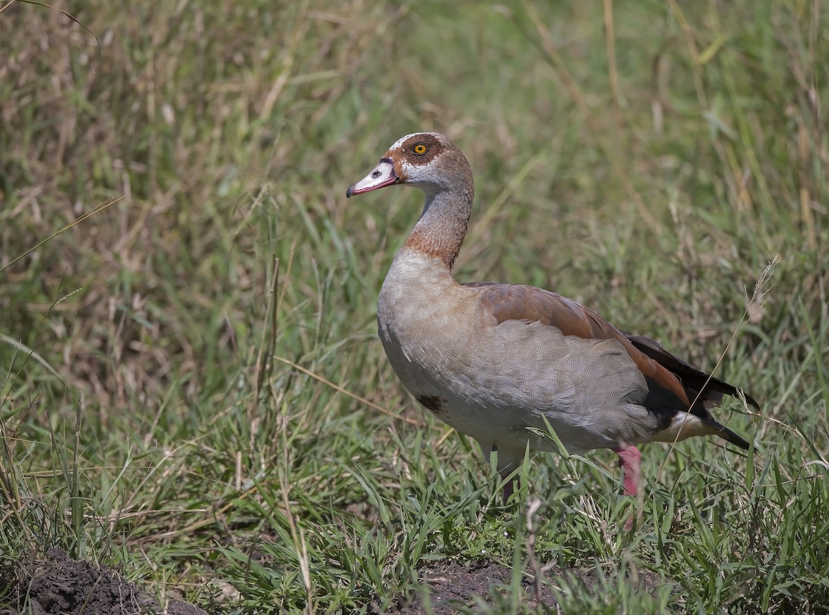 Egyptian Goose - ML610351402