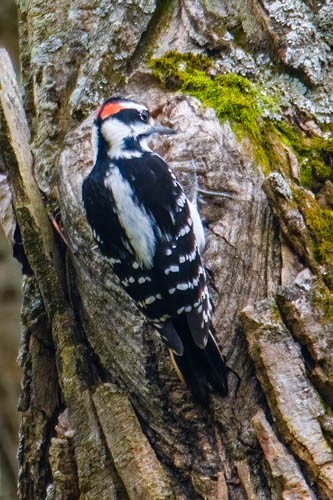 Hairy Woodpecker - ML610351440