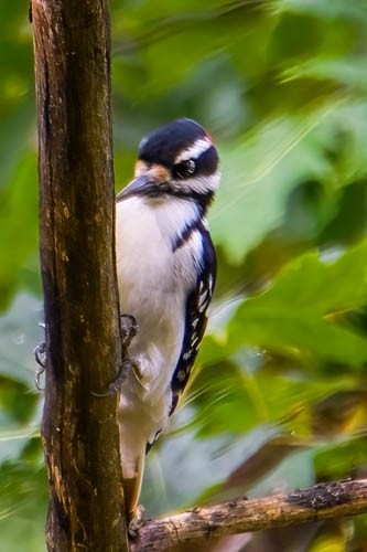 Hairy Woodpecker - Mike Birmingham