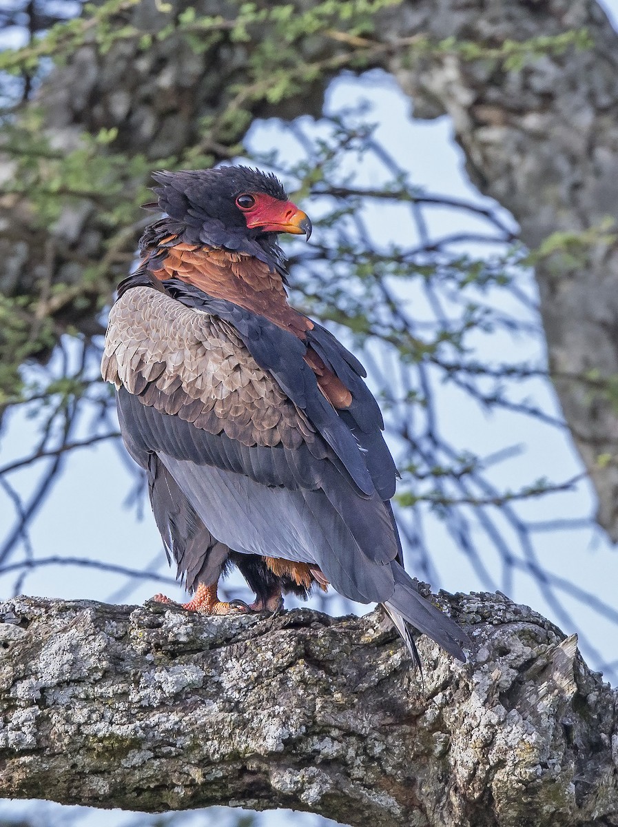 Bateleur - ML610351452