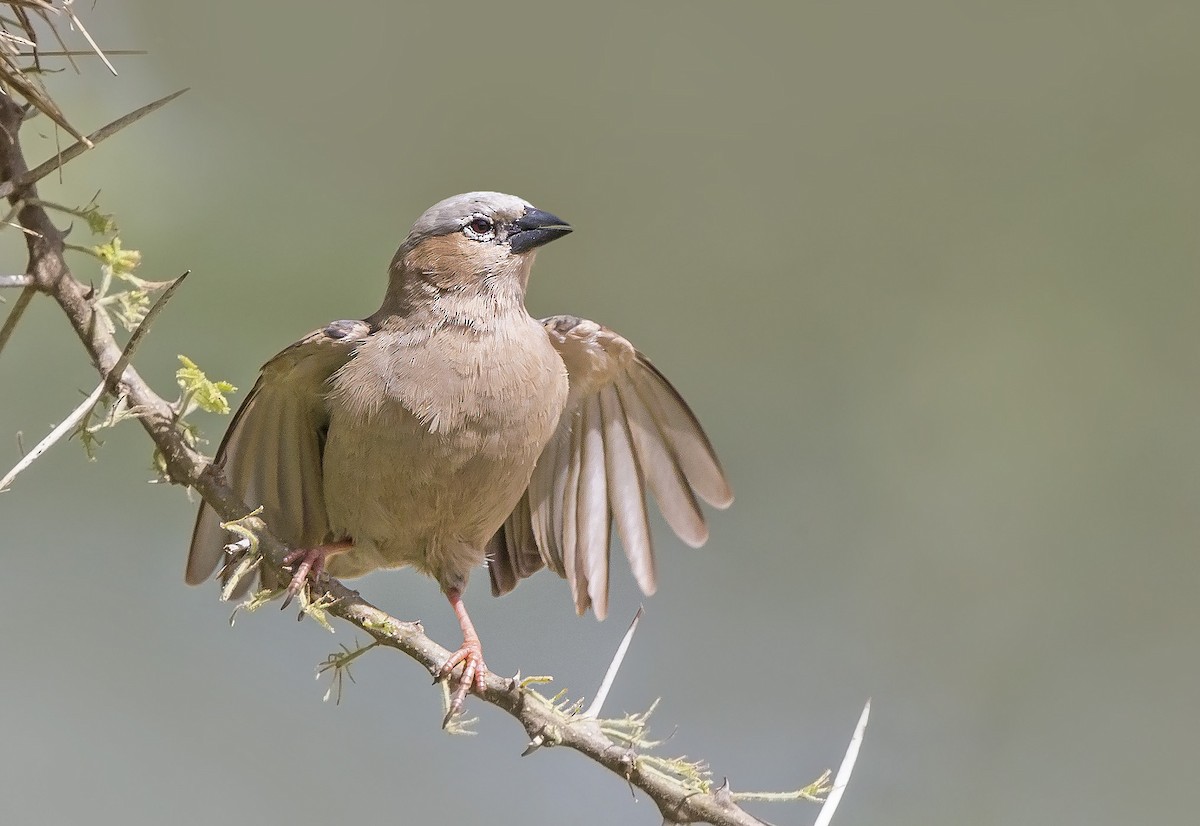 Gray-headed Social-Weaver - sheau torng lim