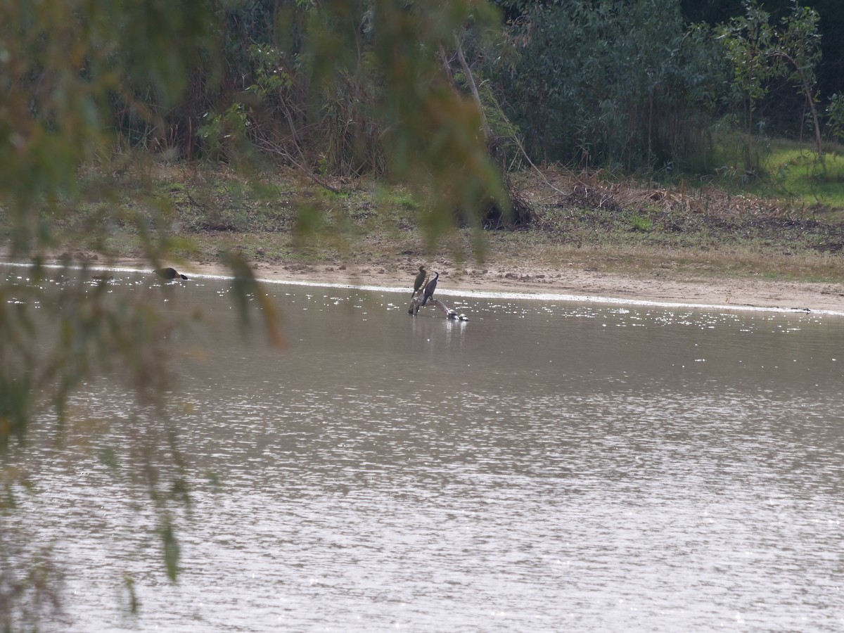 Pied Cormorant - ML610351598