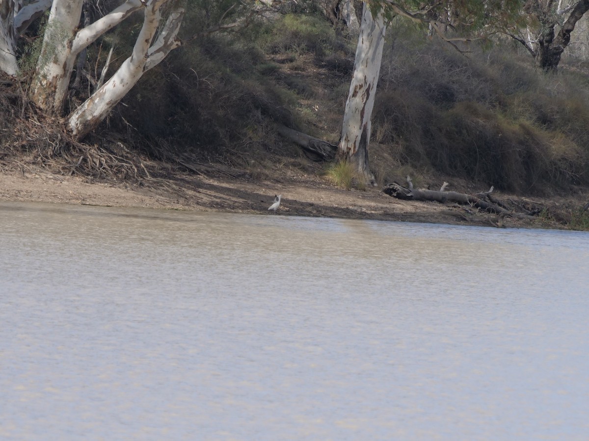 Australian Ibis - ML610351600