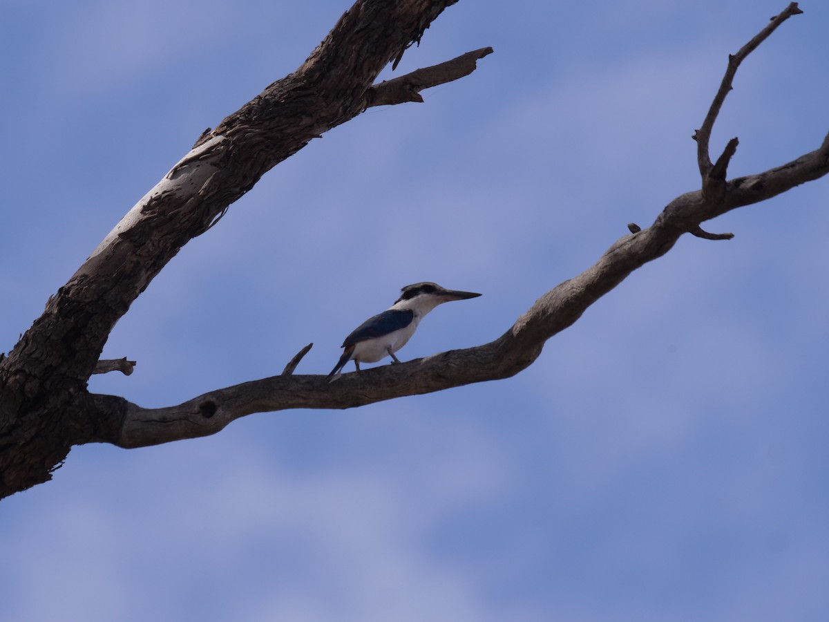 Red-backed Kingfisher - ML610351613