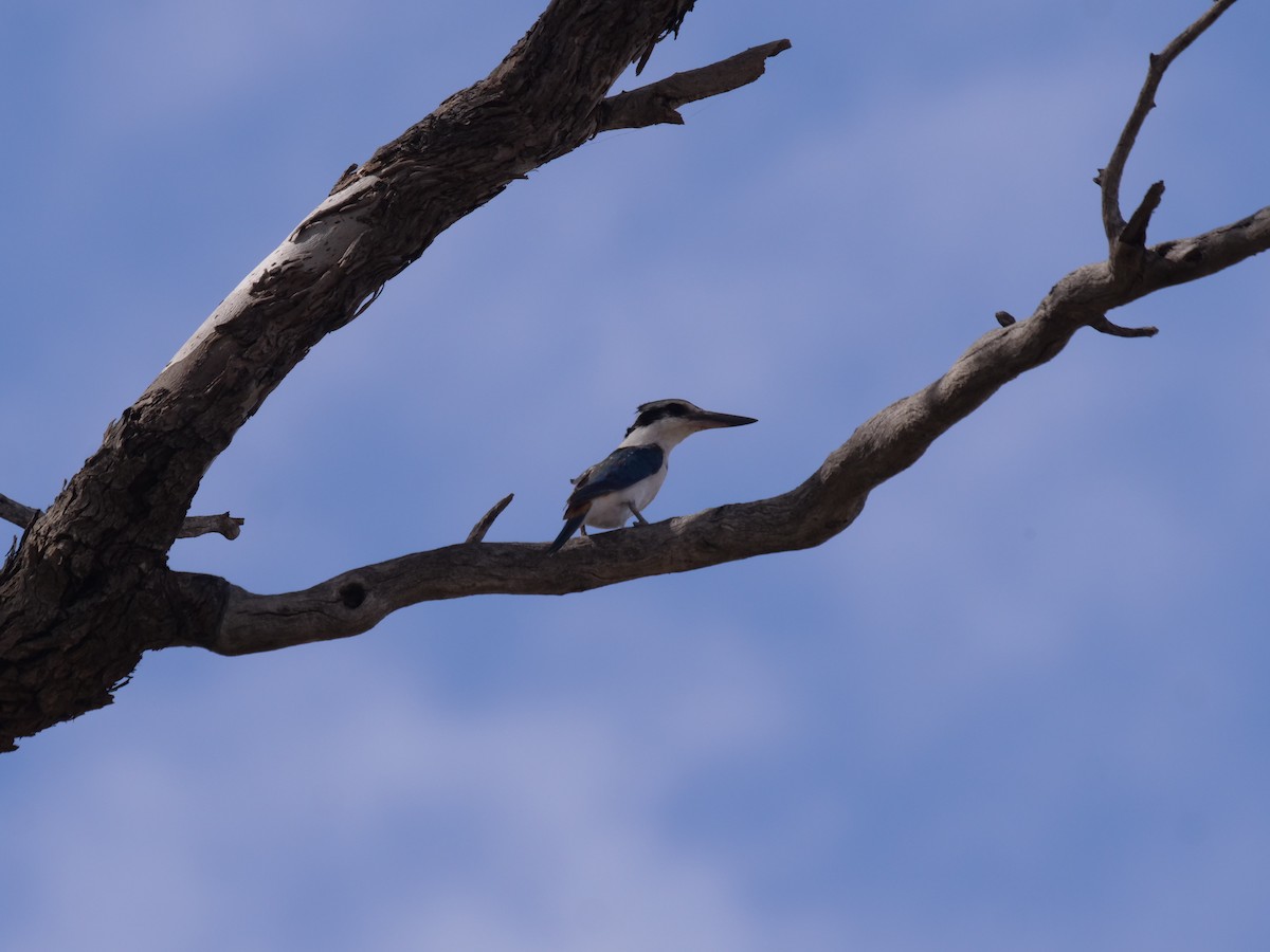 Red-backed Kingfisher - ML610351614