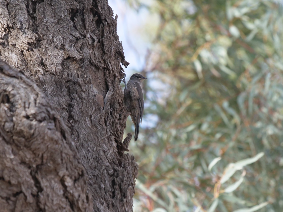 Brown Treecreeper - ML610351615