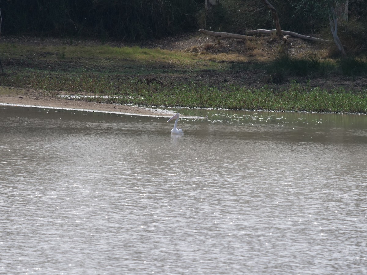 Australian Pelican - ML610351618