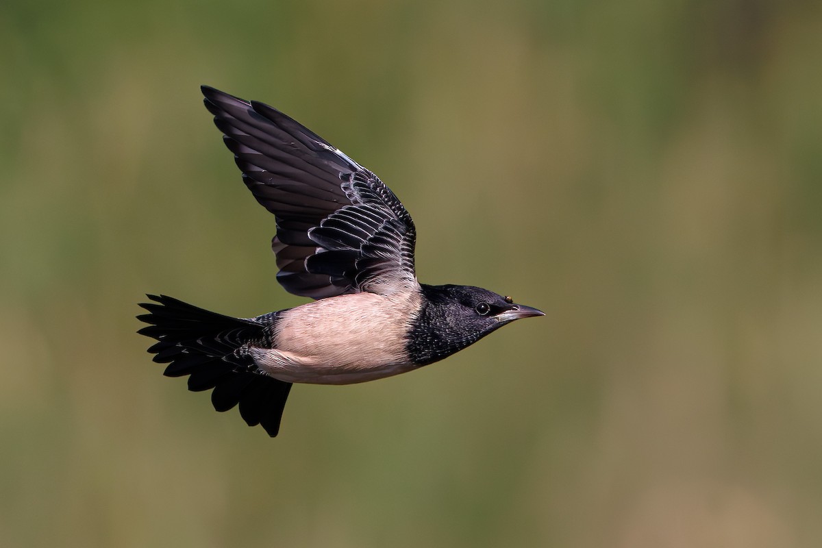 Rosy Starling - ML610351665