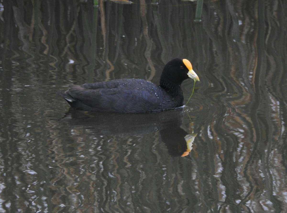 White-winged Coot - ML610351668