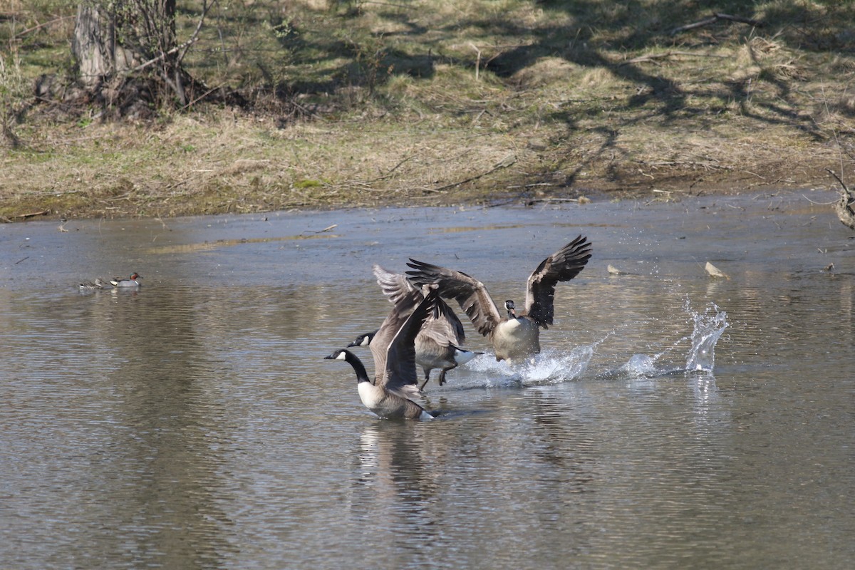 Canada Goose - ML610351672