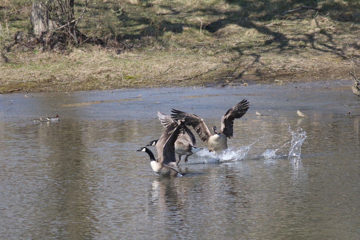 Canada Goose - ML610351672