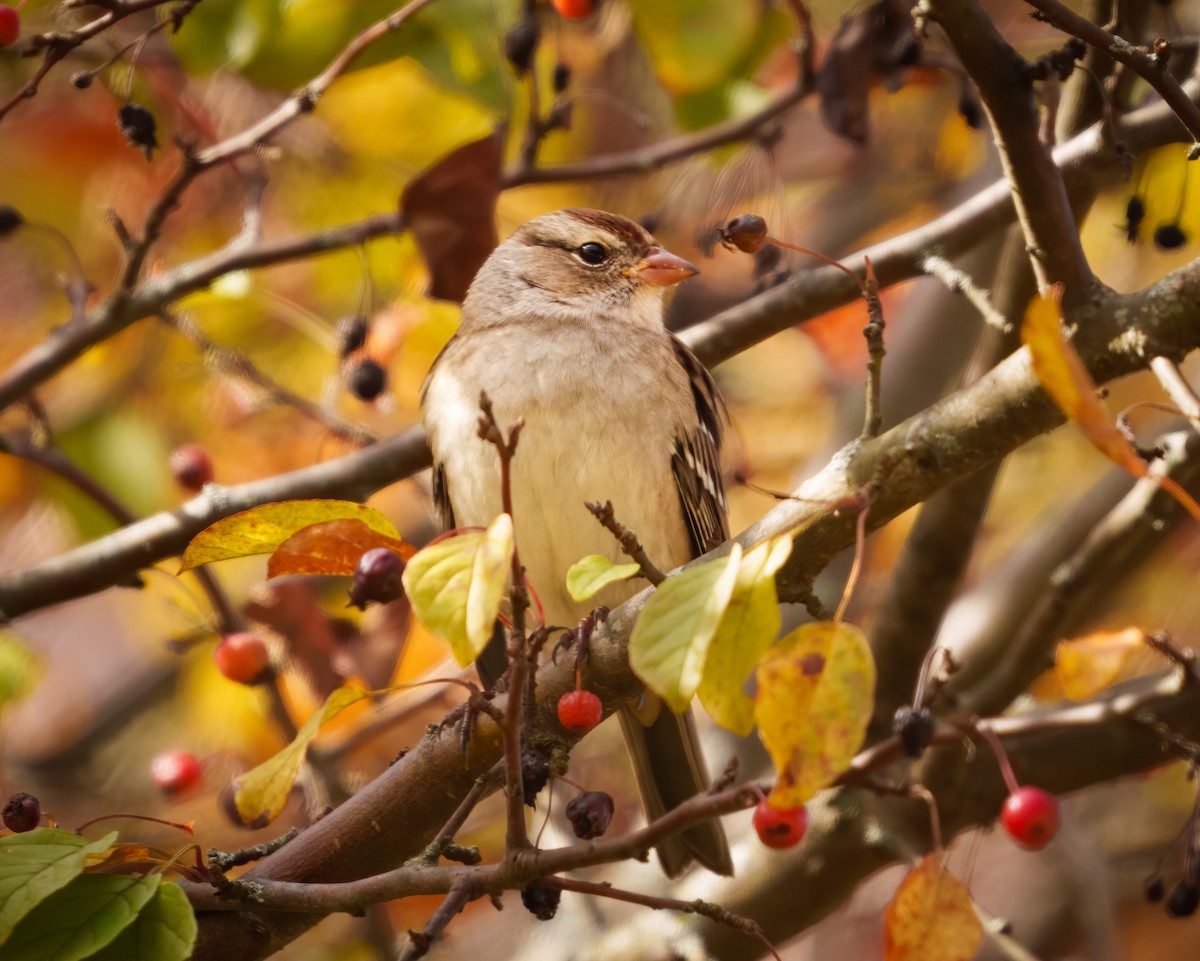 White-crowned Sparrow - ML610351705