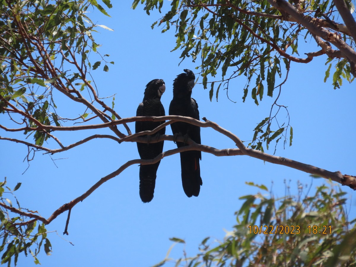 Red-tailed Black-Cockatoo - ML610351784