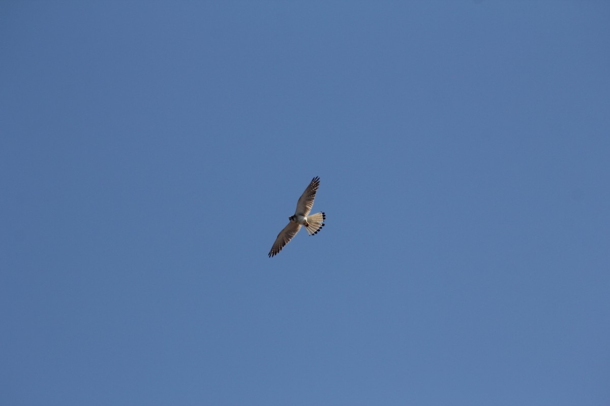 Nankeen Kestrel - ML610351785