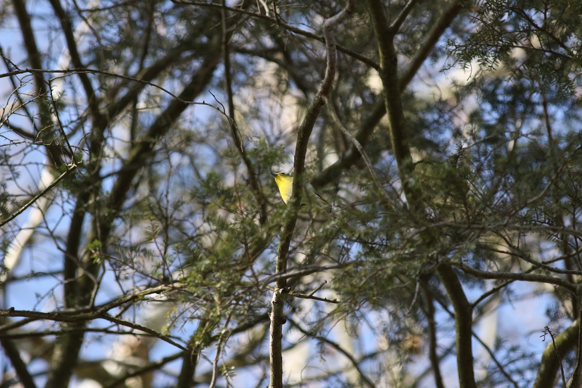 Yellow-throated Vireo - ML610351789