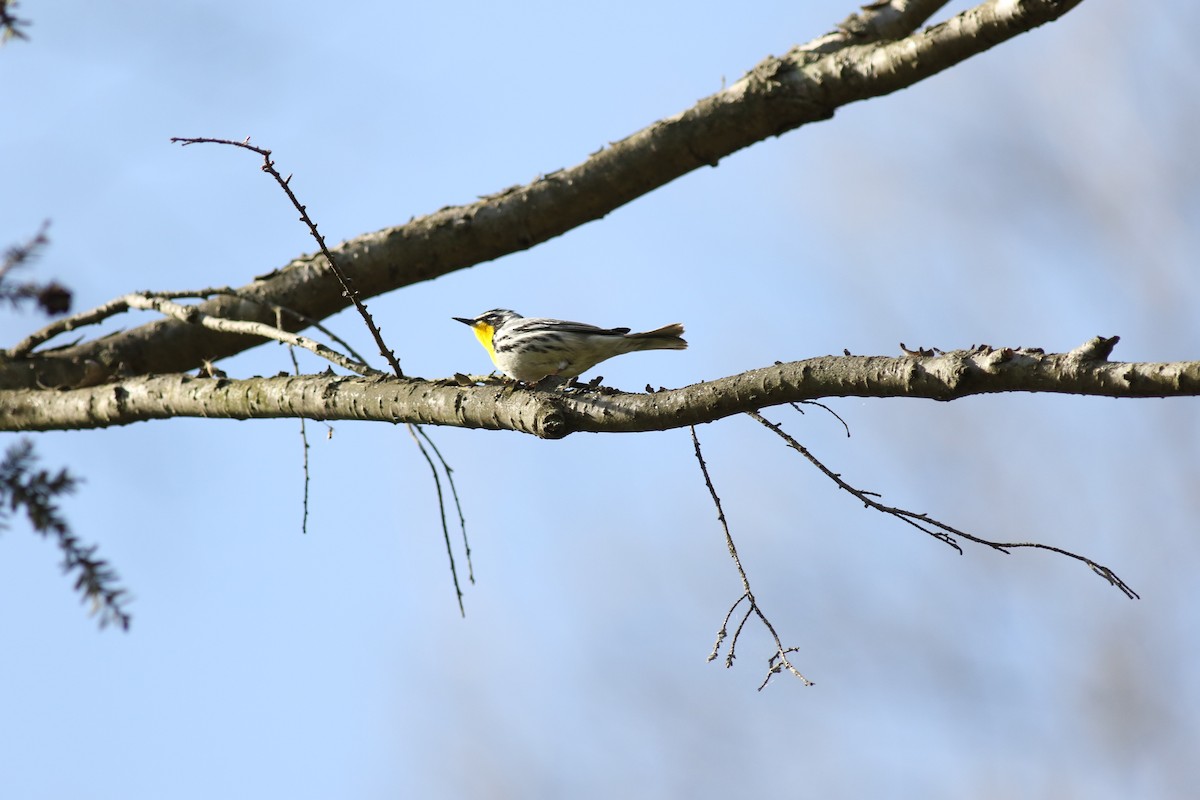 Goldkehl-Waldsänger - ML610351797