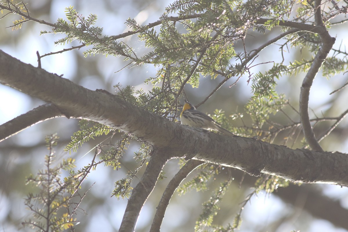 Yellow-throated Warbler - ML610351800