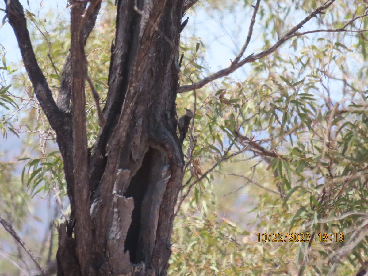 Brown Treecreeper - ML610351806