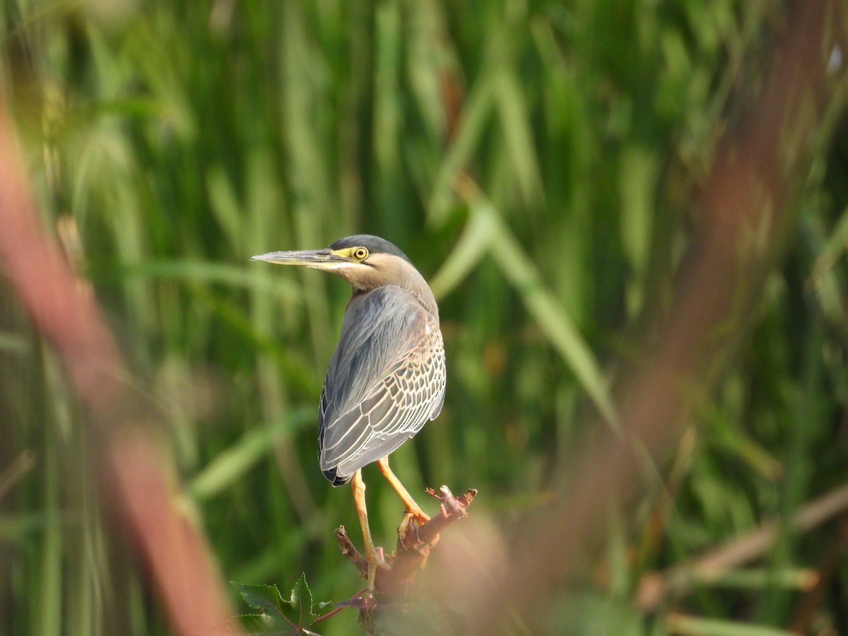 Striated Heron - Raul Ibarra