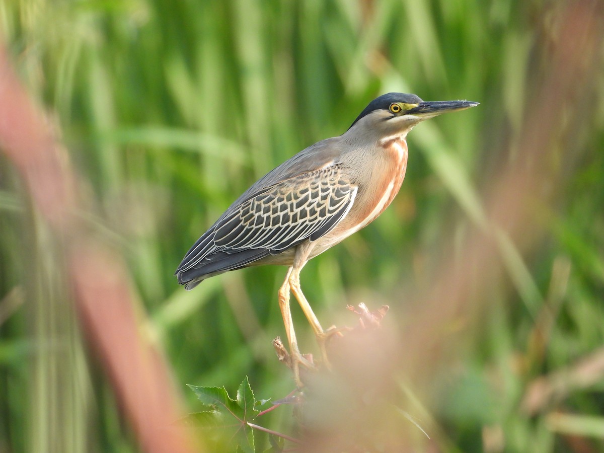 Striated Heron - Raul Ibarra