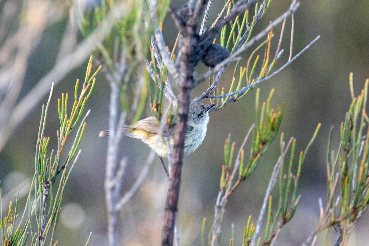 Slender-billed Thornbill - ML610351914