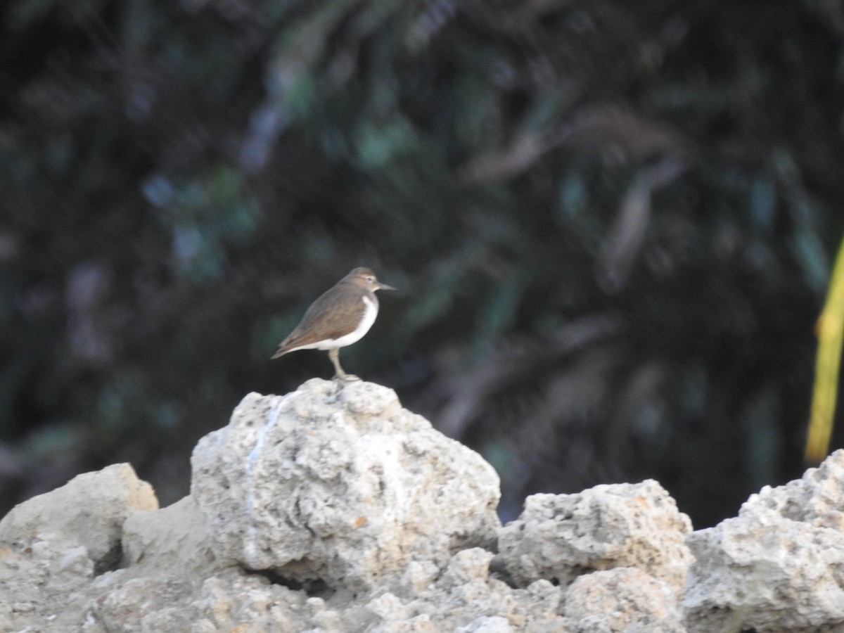 Common Sandpiper - ML610351958