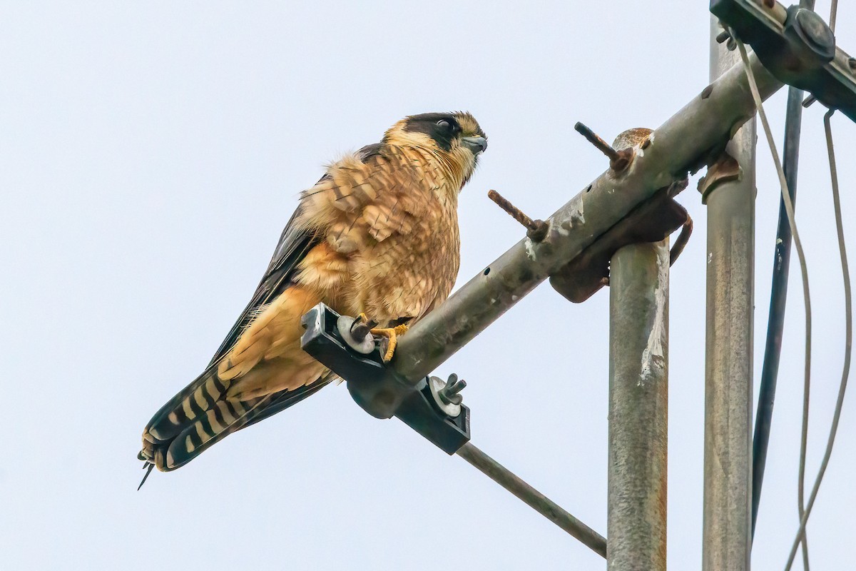 Australian Hobby - Paul Fuller
