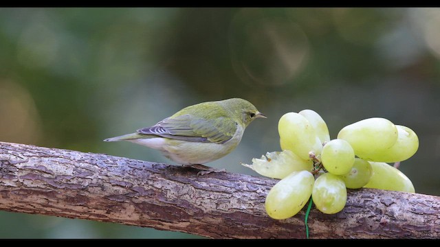 Tennessee Warbler - ML610352049