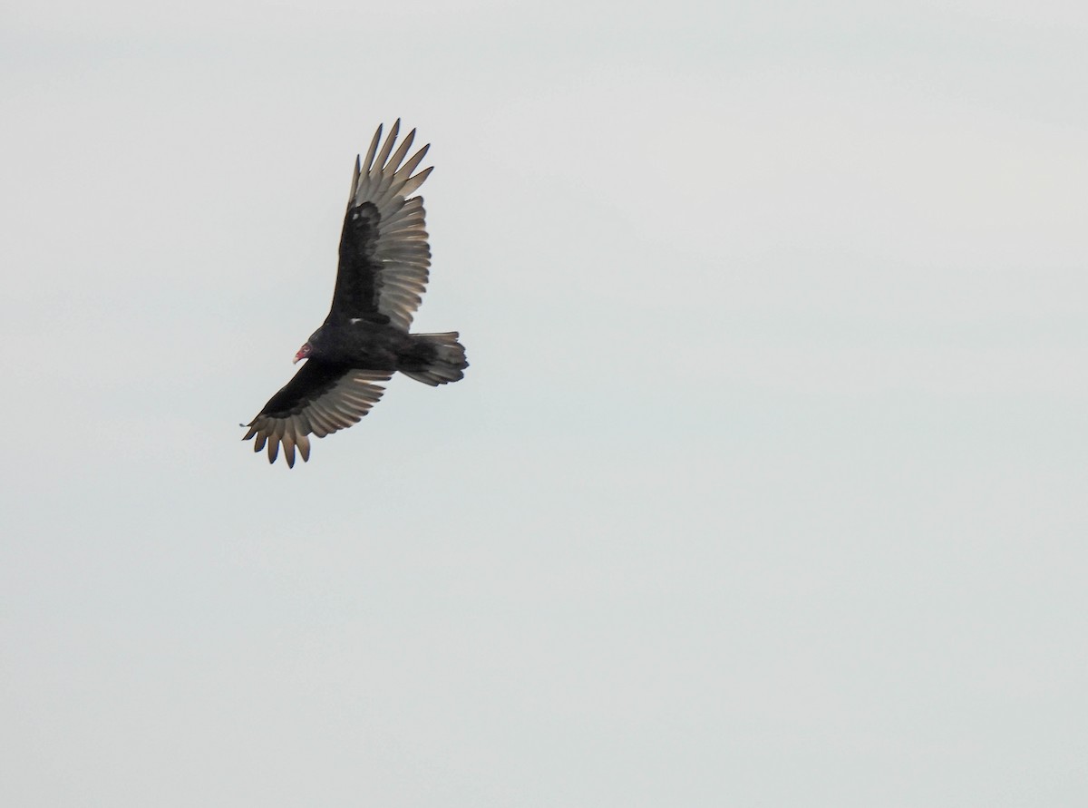 Turkey Vulture - ML610352072