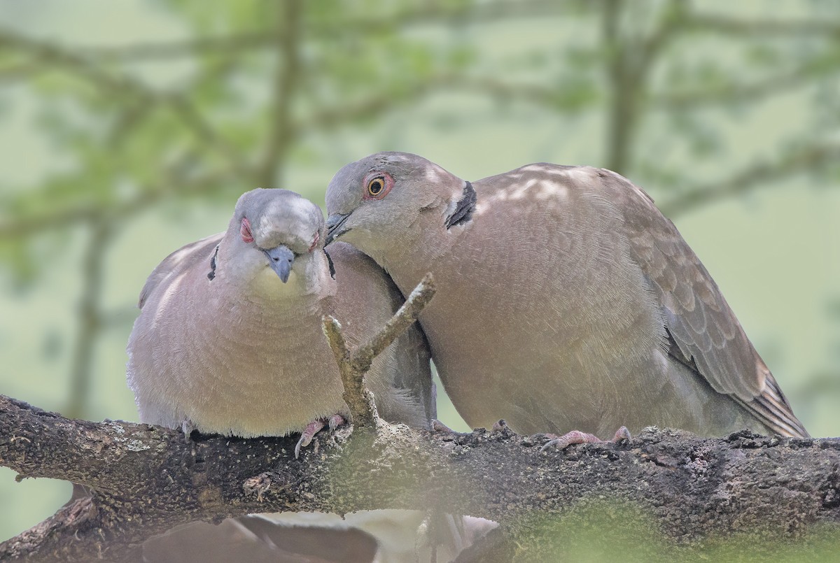 Mourning Collared-Dove - ML610352074
